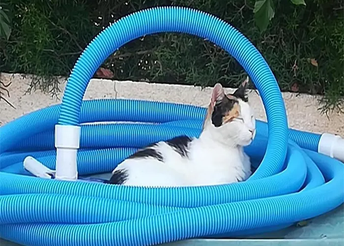 Sunset Boutique ホームステイ