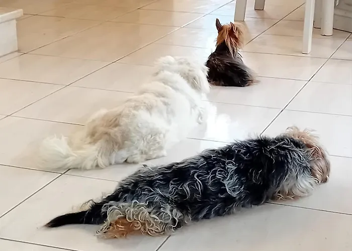 ホームステイ Sunset Boutique *